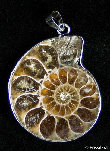 Polished Ammonite Pendant #2593